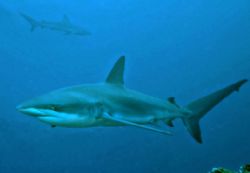 Silky Shark off Darwin's Arch in Galapagos....wide angle ... by Jeannette Howard 